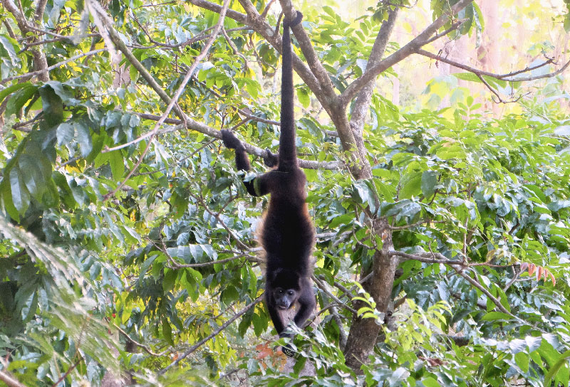 altos de malpais singe jungle