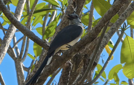 nature malpais oiseau